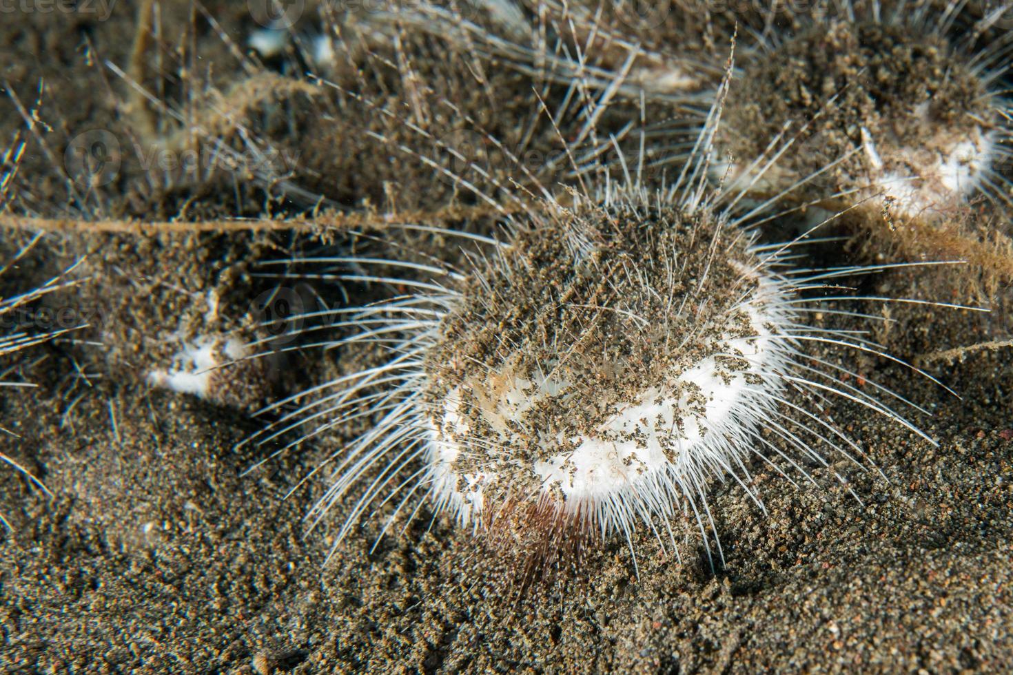 white hairy sea star in the sand background photo