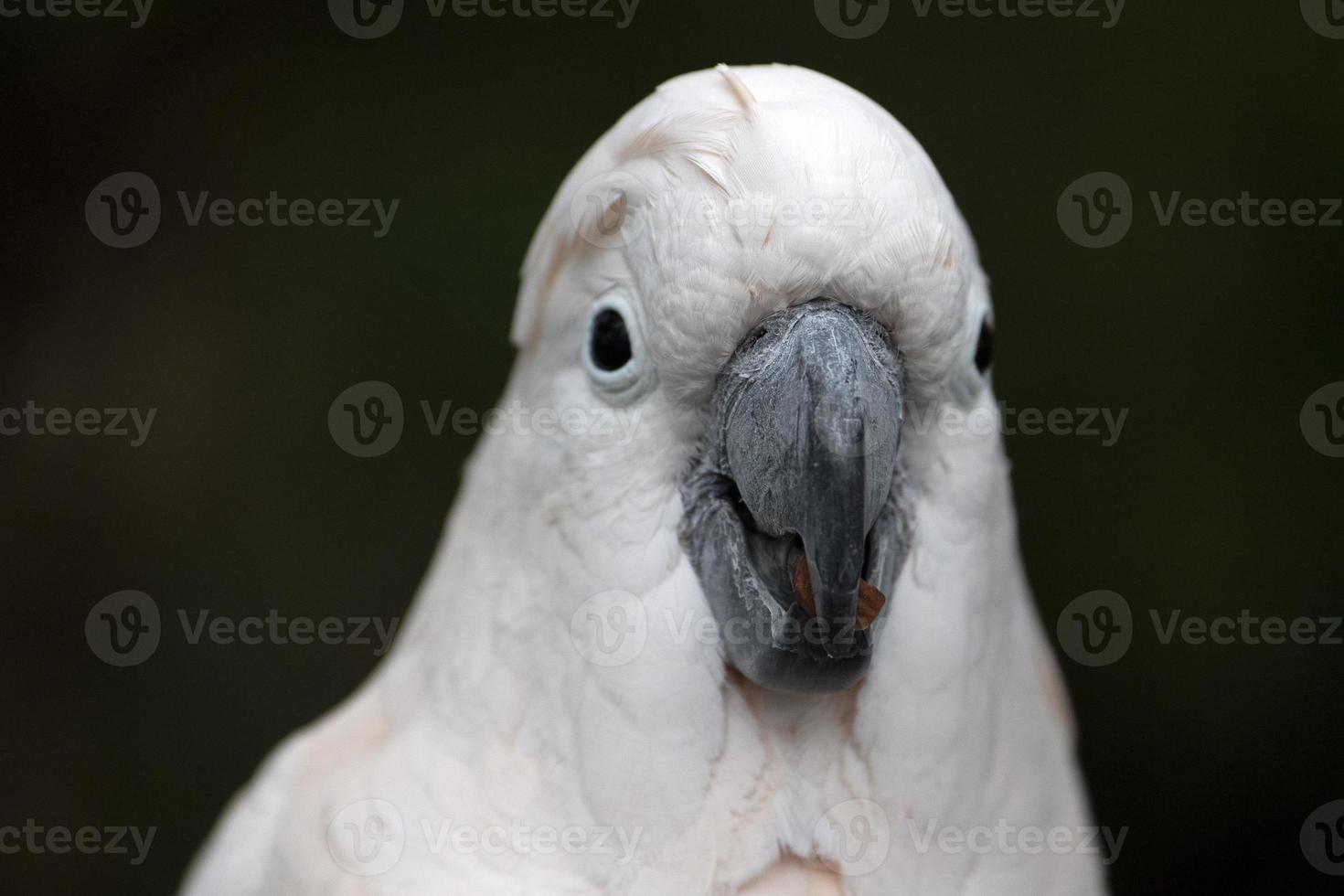 pájaro cacatua rosa de cerca foto