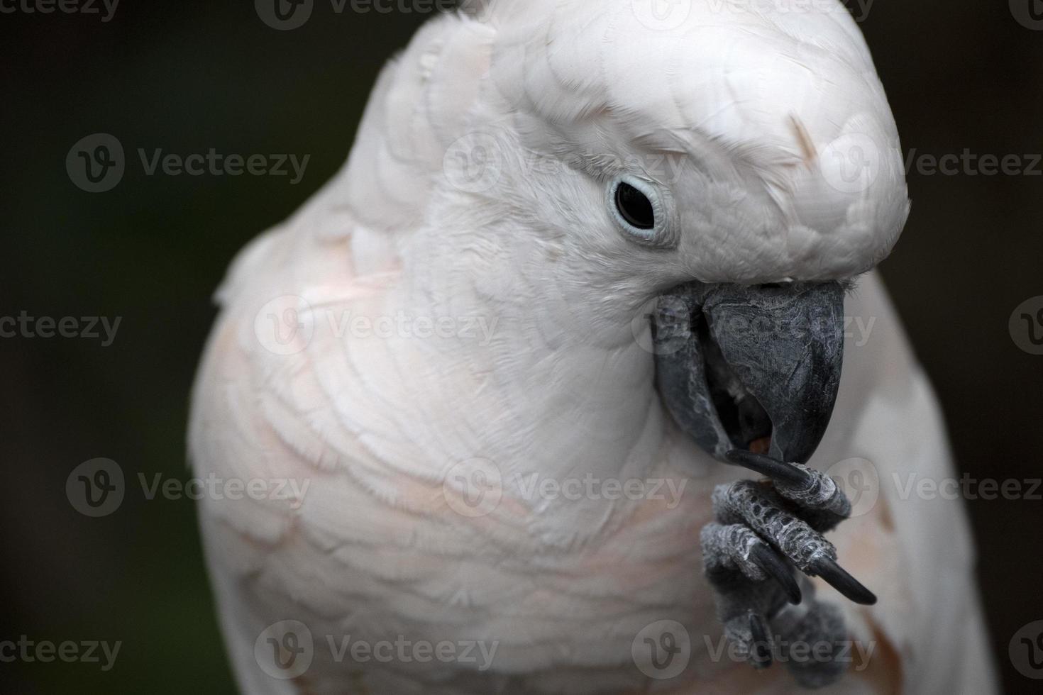 pájaro cacatua rosa de cerca foto