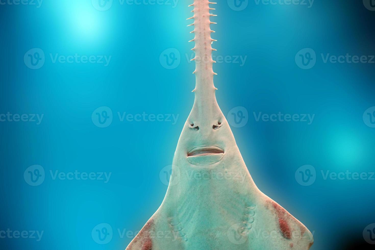 sawfish underwater close up detail photo