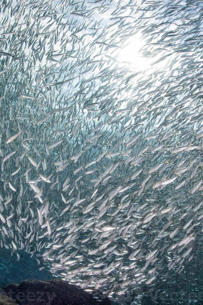 Entering Inside a sardine school of fish underwater photo