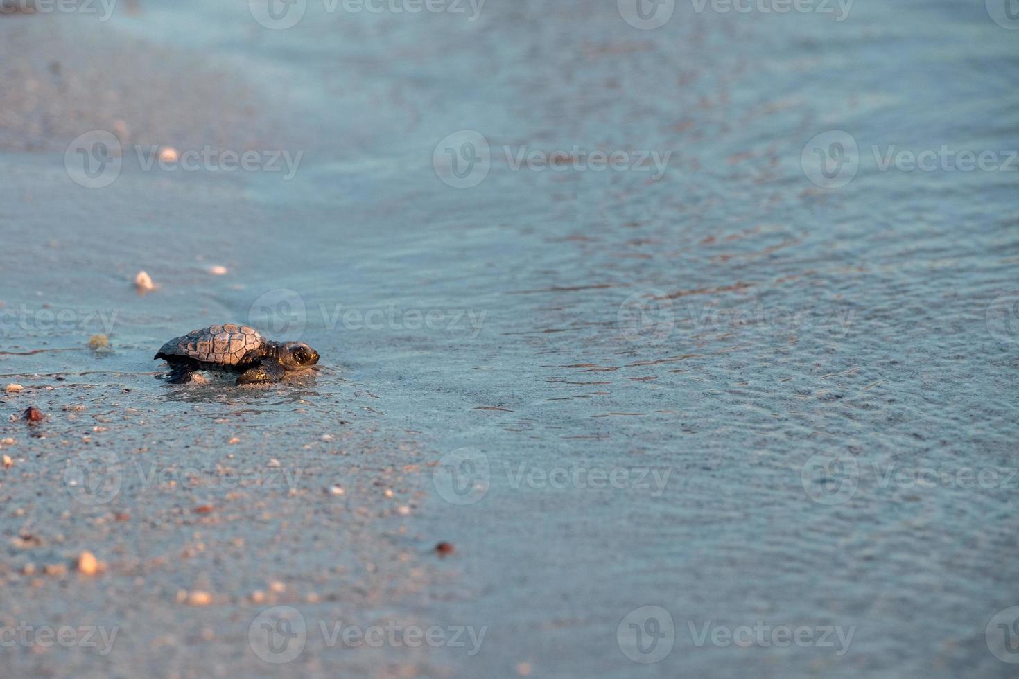 newborn baby green golfina turtle approaching sea photo