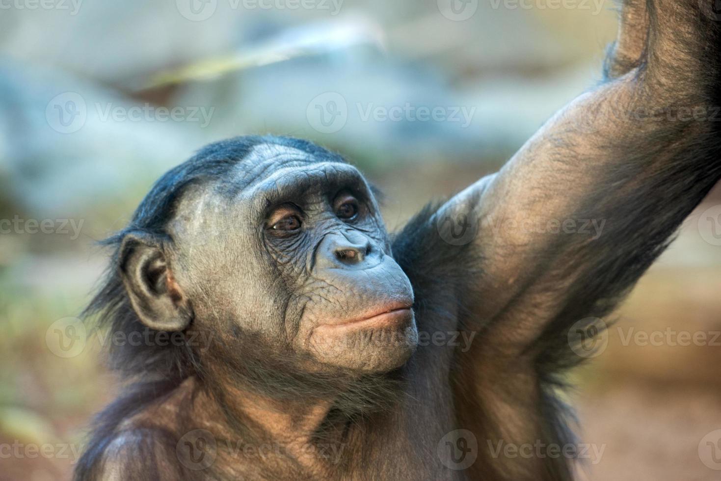 bonobo portrait female ape close up photo