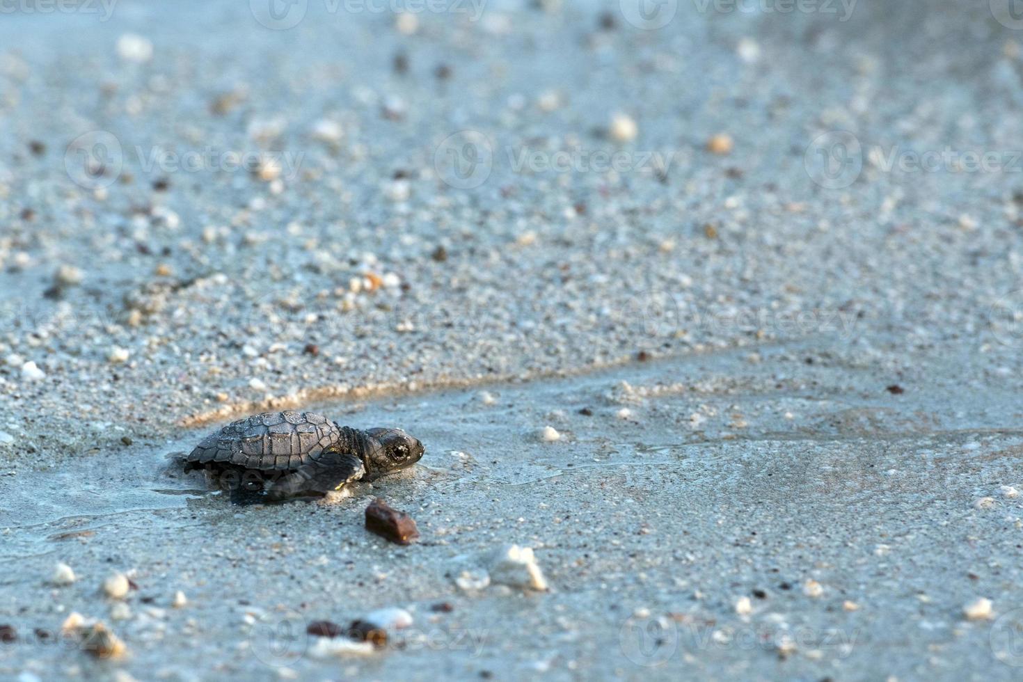 newborn baby green golfina turtle approaching sea photo