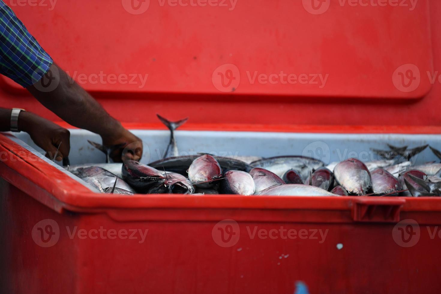 macho, maldivas - 4 de marzo de 2017 - gente comprando en el mercado de pescado foto