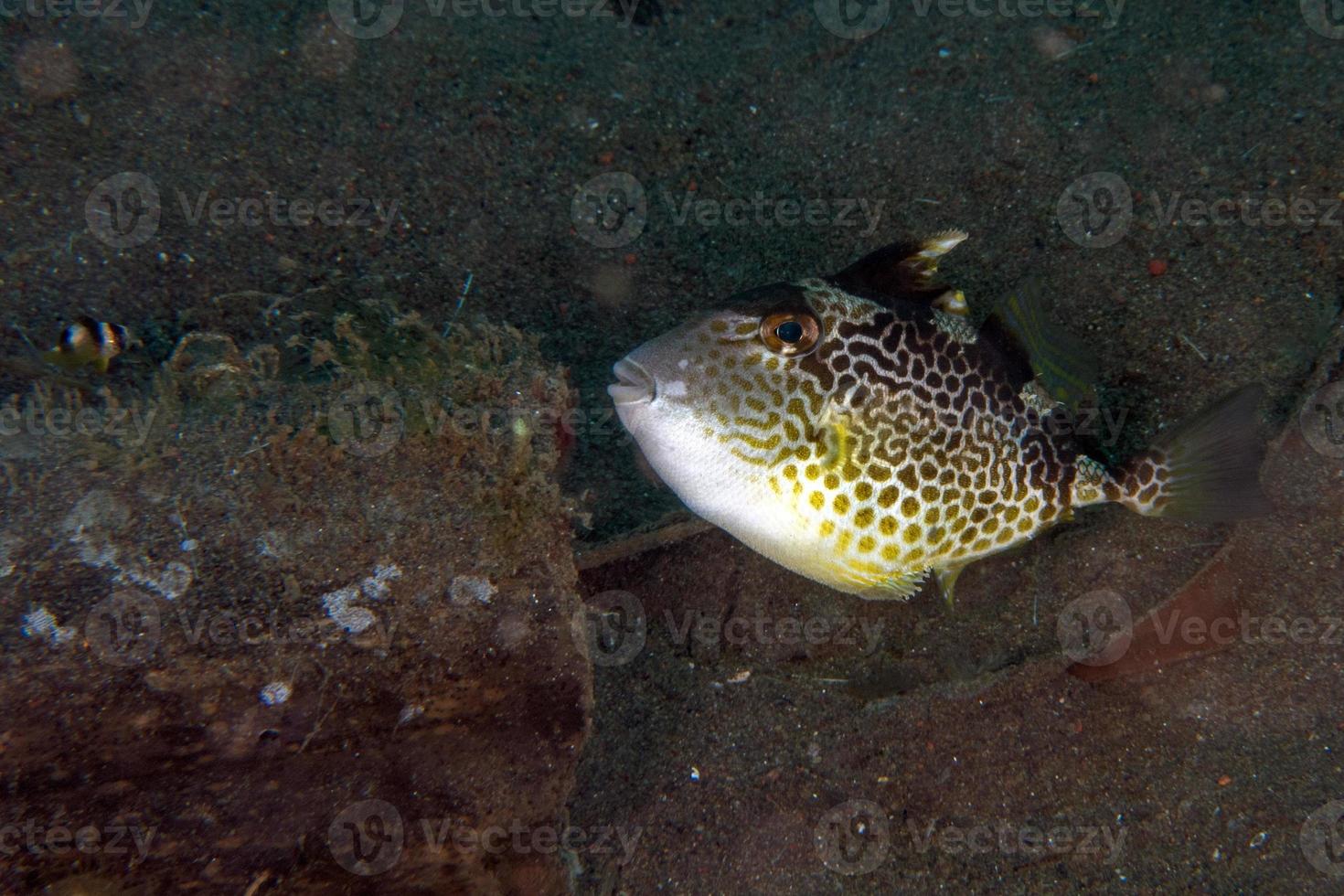 pez gatillo bebé en la arena bajo el agua foto