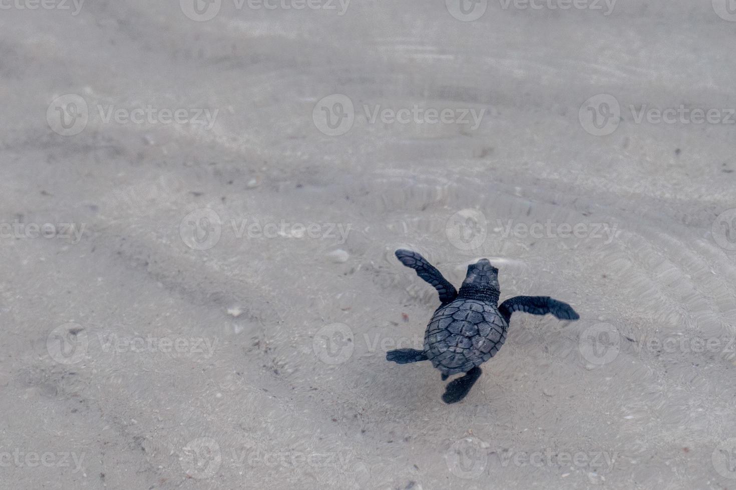 newborn baby green golfina turtle approaching sea photo