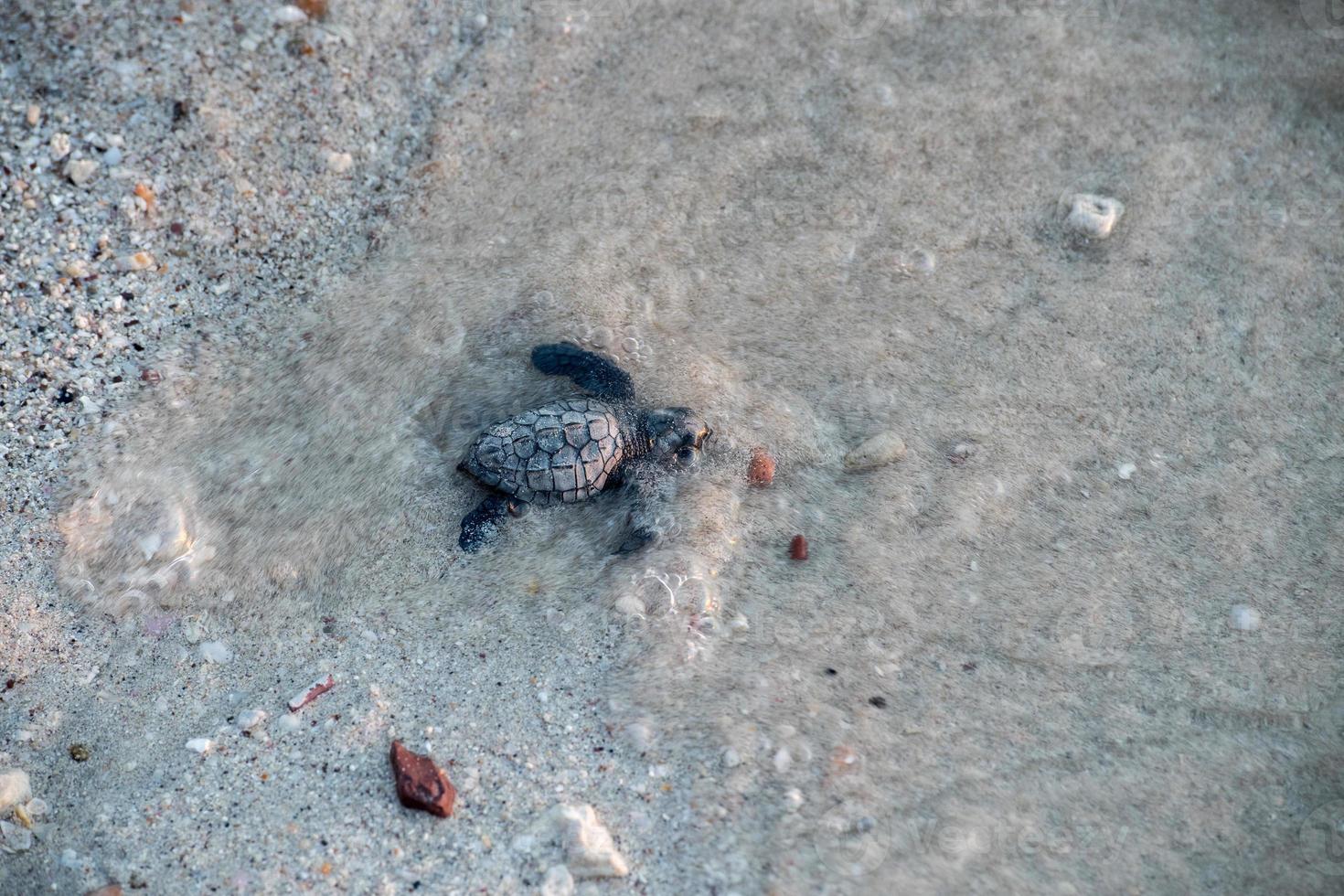 newborn baby green golfina turtle approaching sea photo