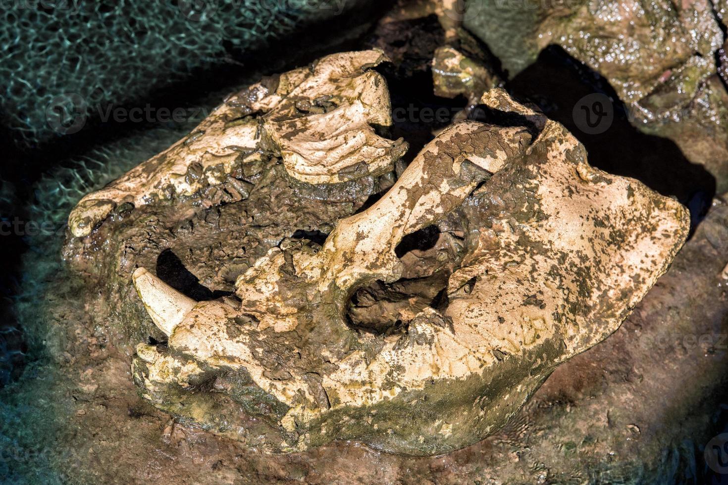 dinosaur bones on research site photo