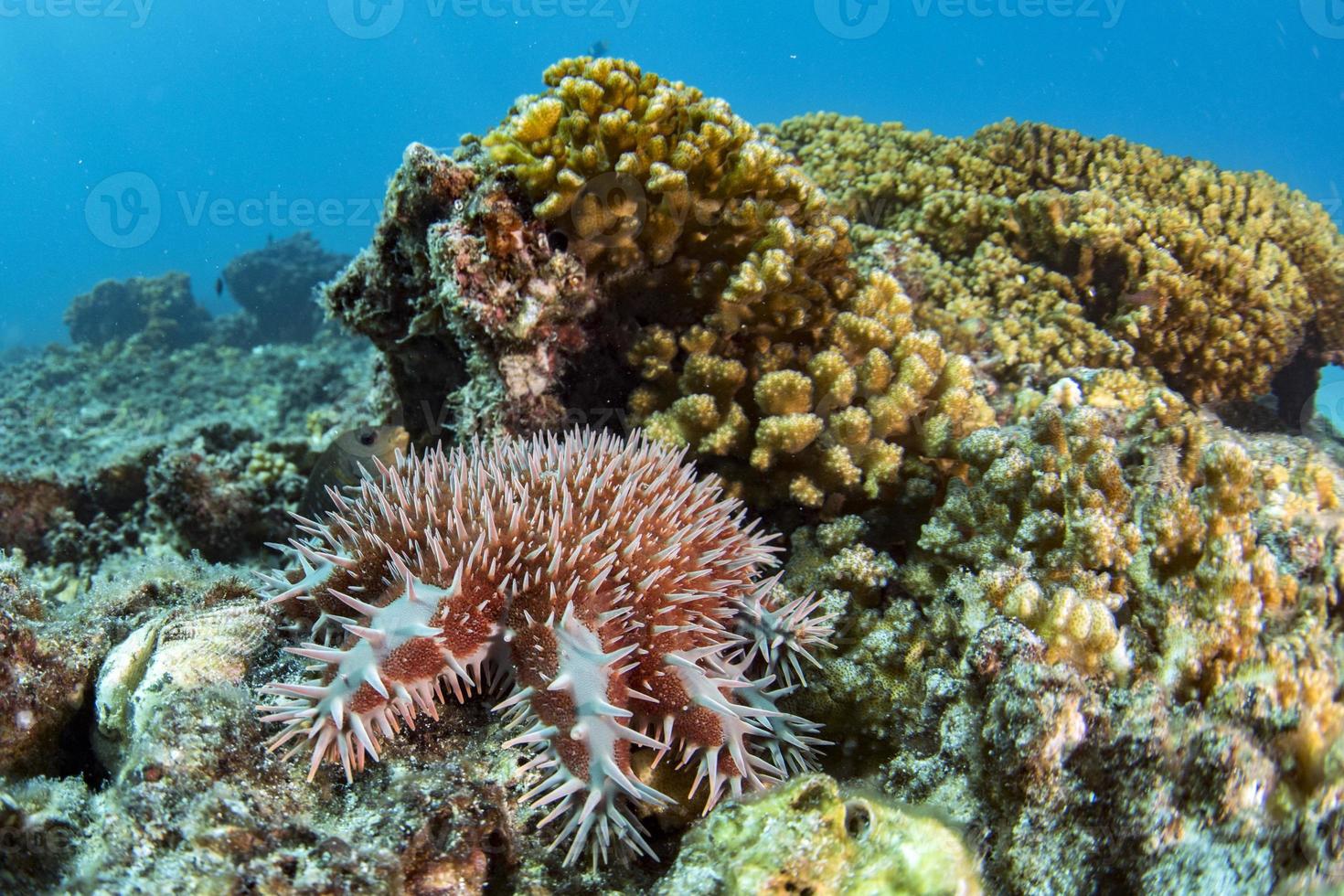 Sea star crown of thorns destroy corals photo