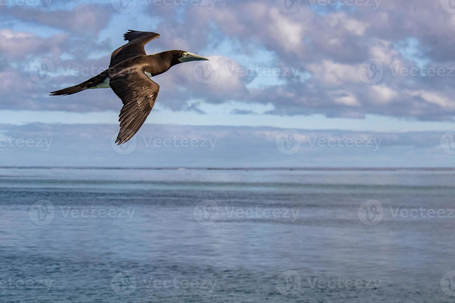 Brown booby Gannet in french polynesia pacific ocean photo