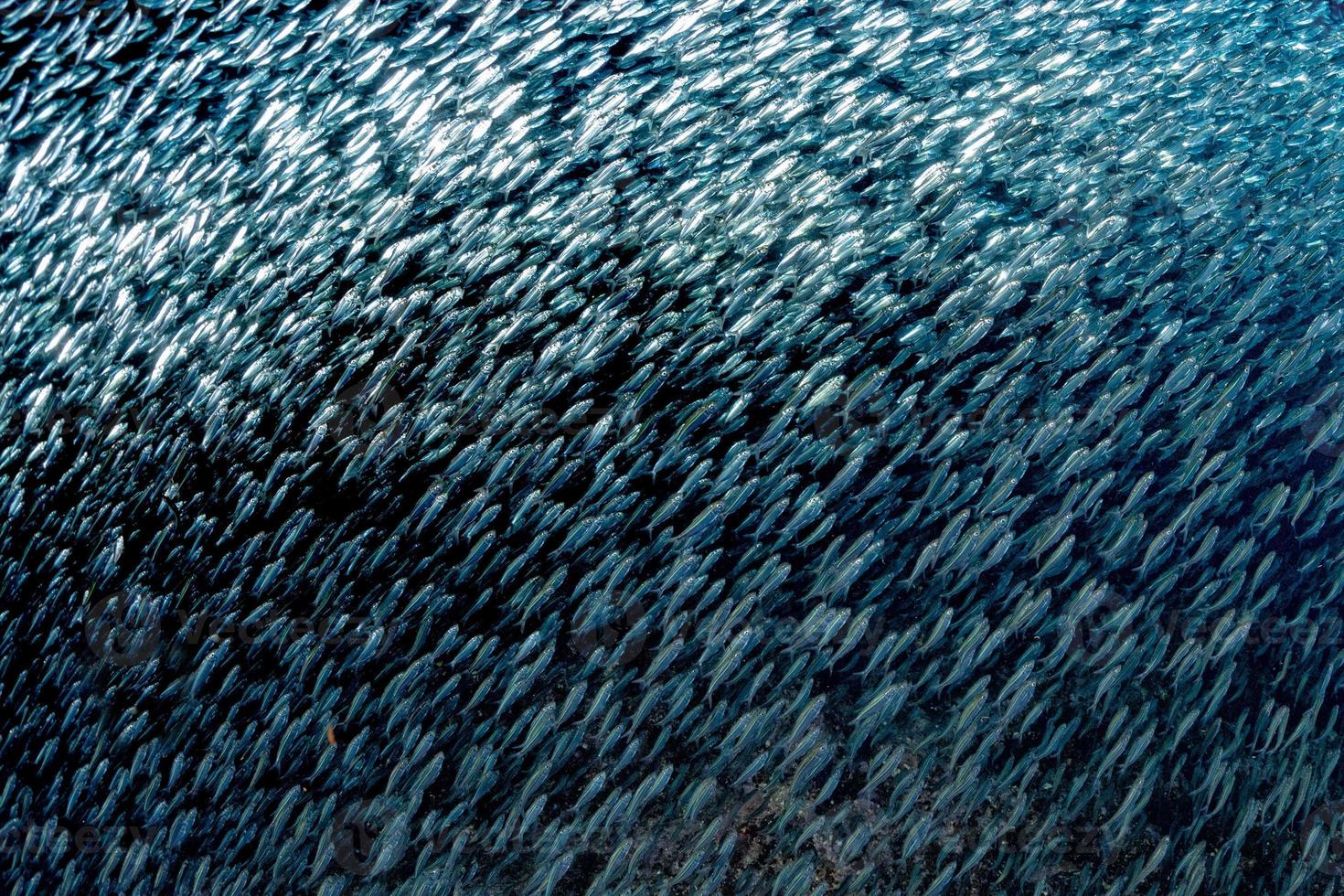 sardina escuela de peces bajo el agua cebo bola foto