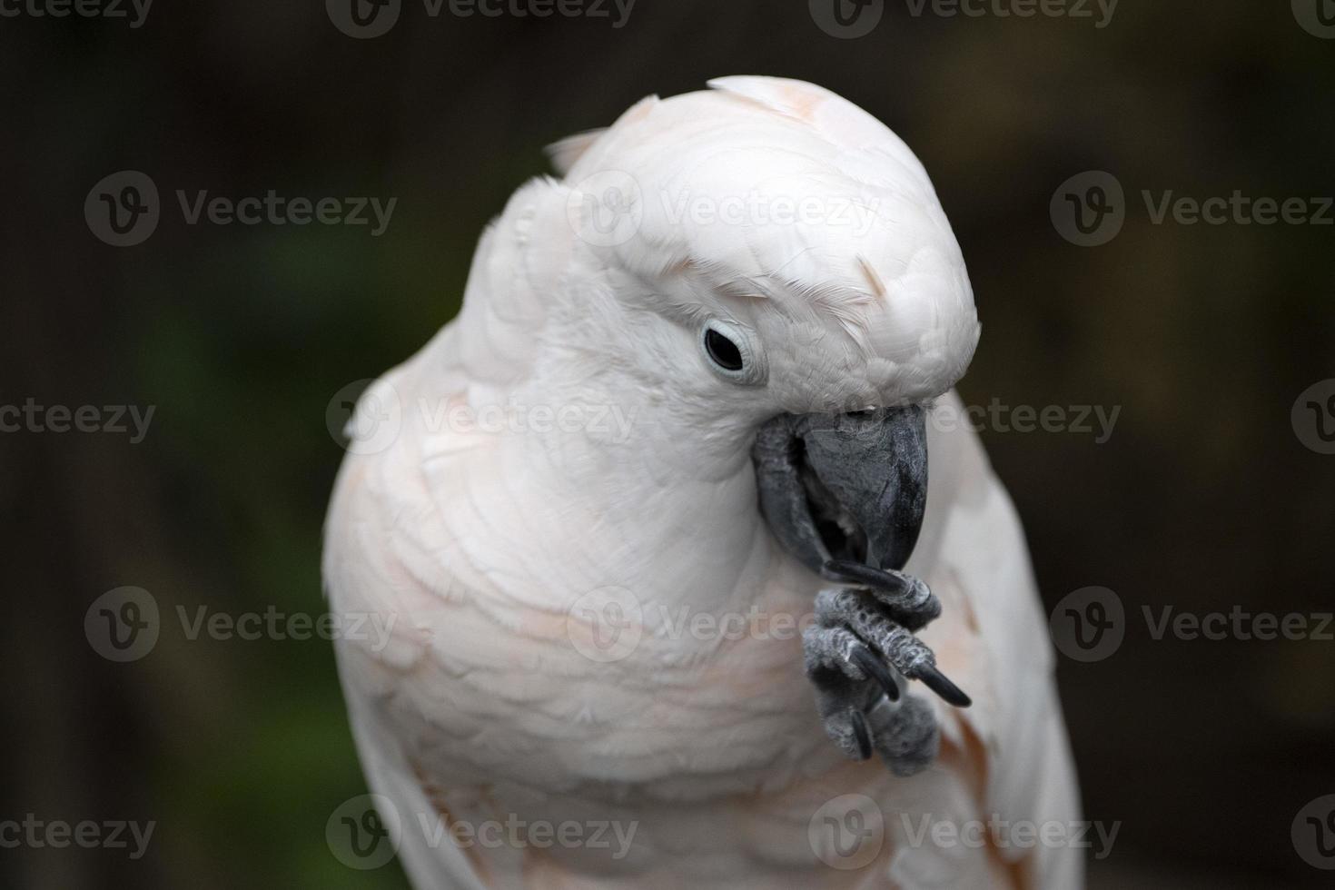 pájaro cacatua rosa de cerca foto