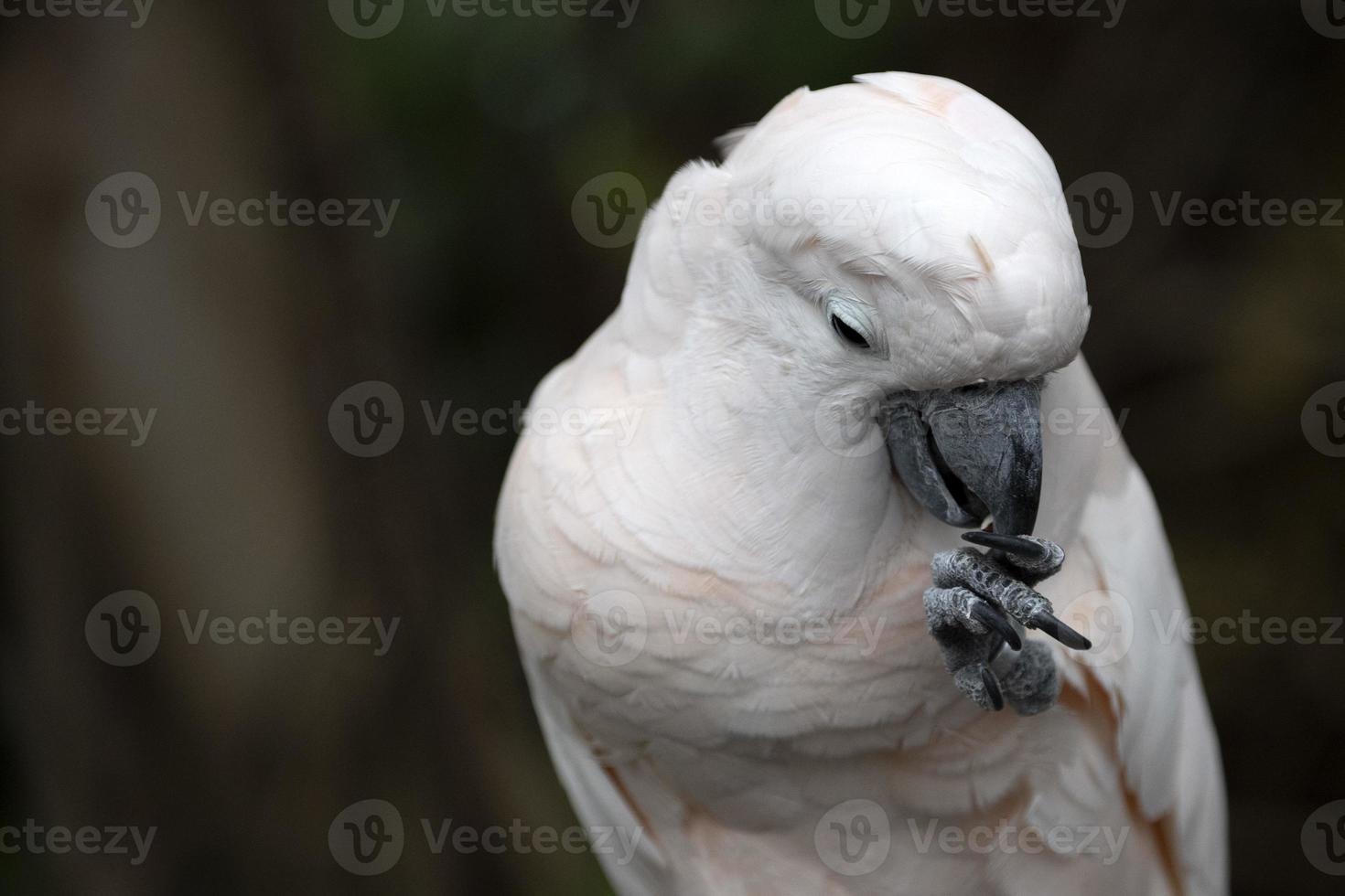Pink cacatua bird close up photo