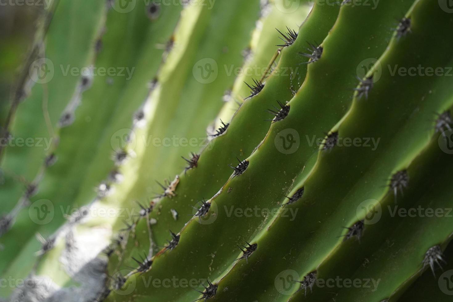 mexican cactus thorns detail in baja california photo