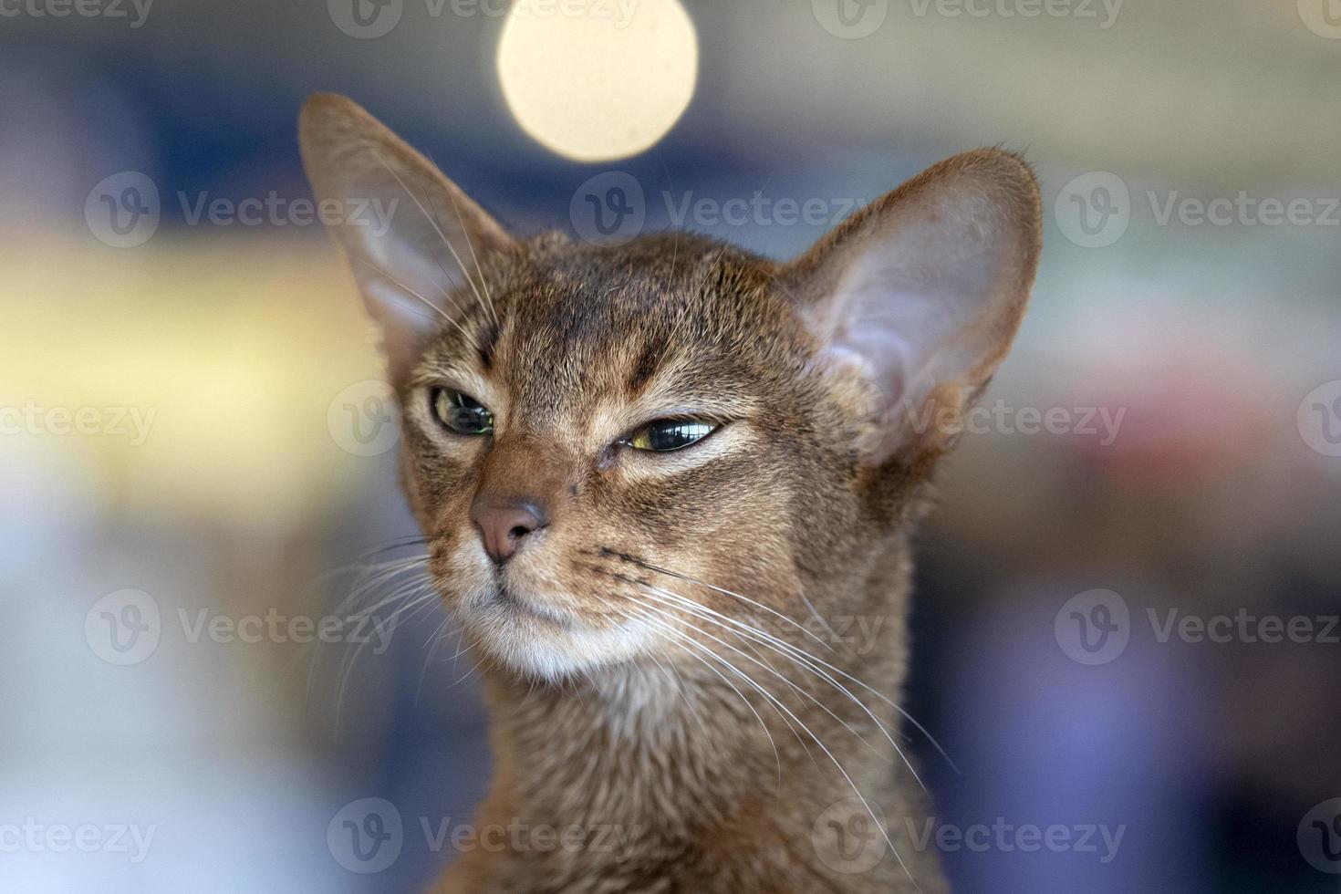 Abissinian cat portrait photo