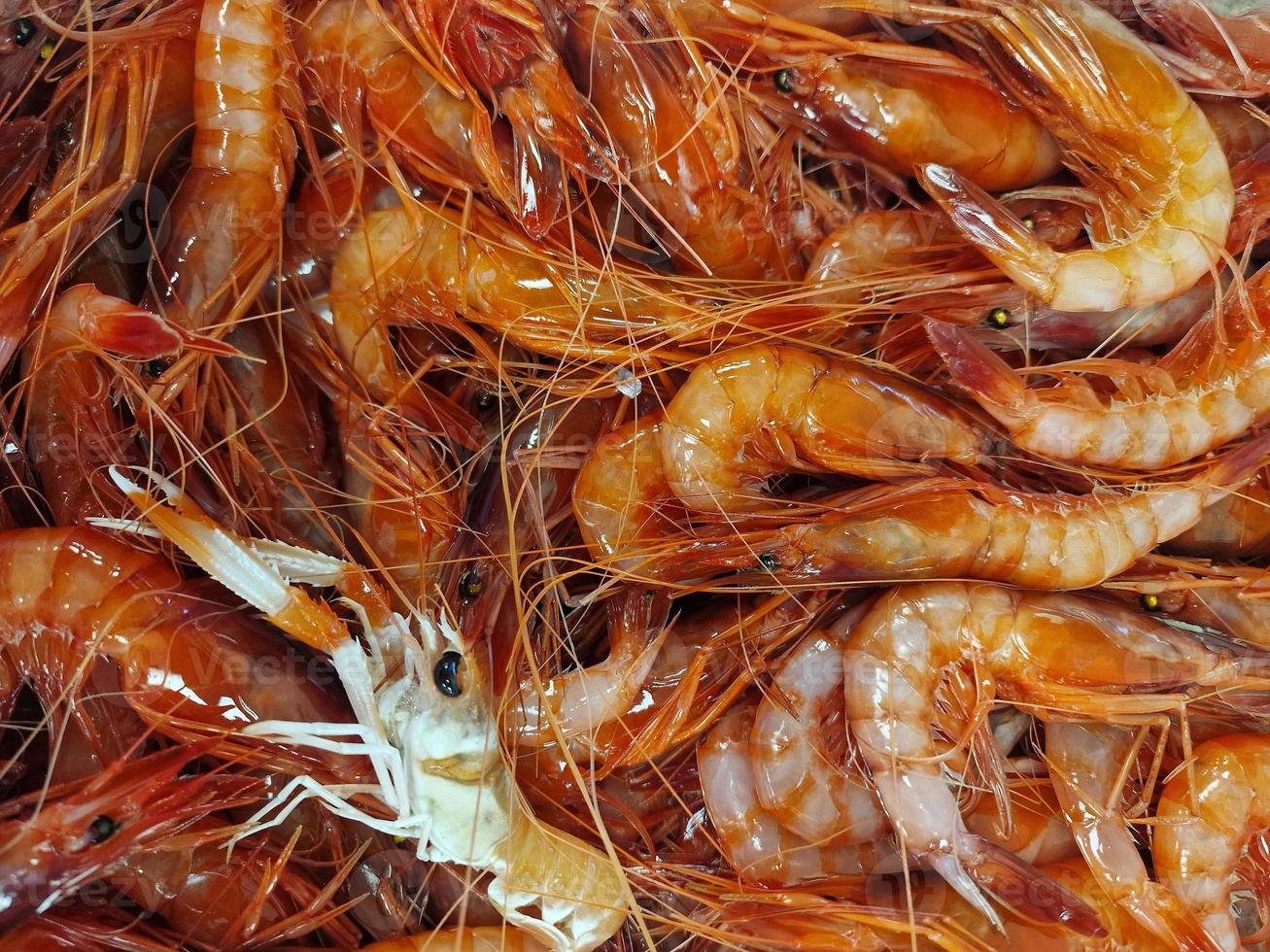 gambas mediterráneas rojas frescas en una caja en el mercado de pescado foto