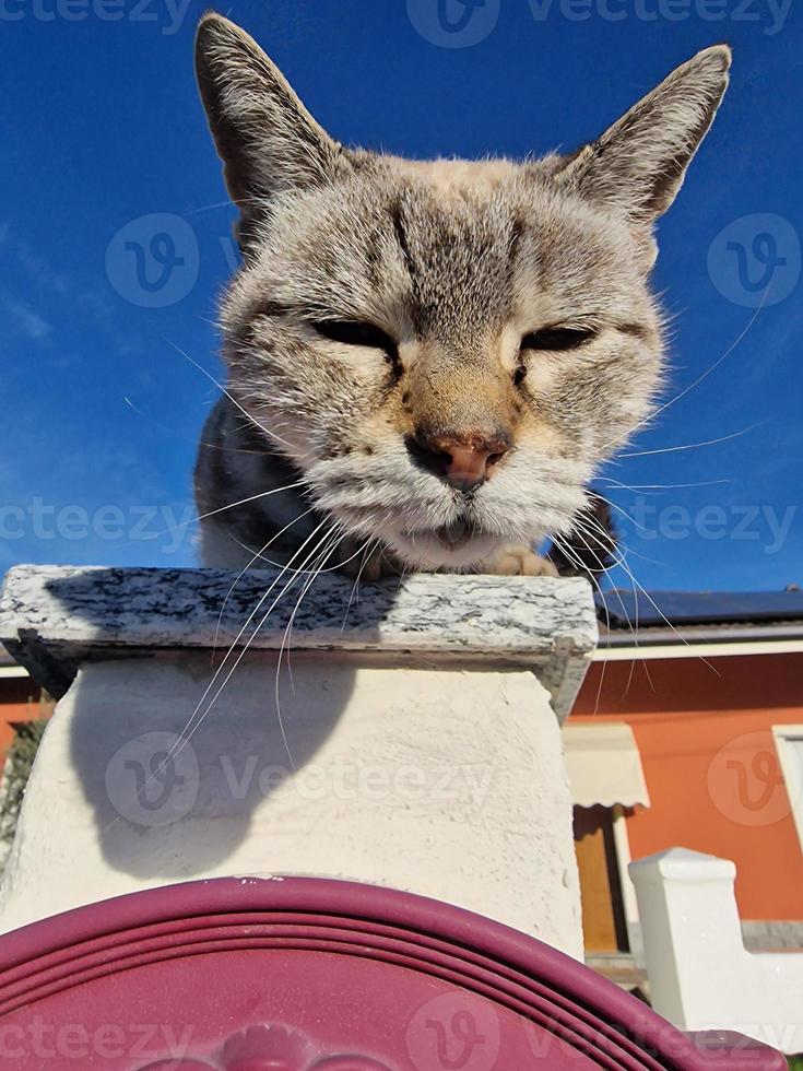 gato retrato ojos cerrados apuntándote foto