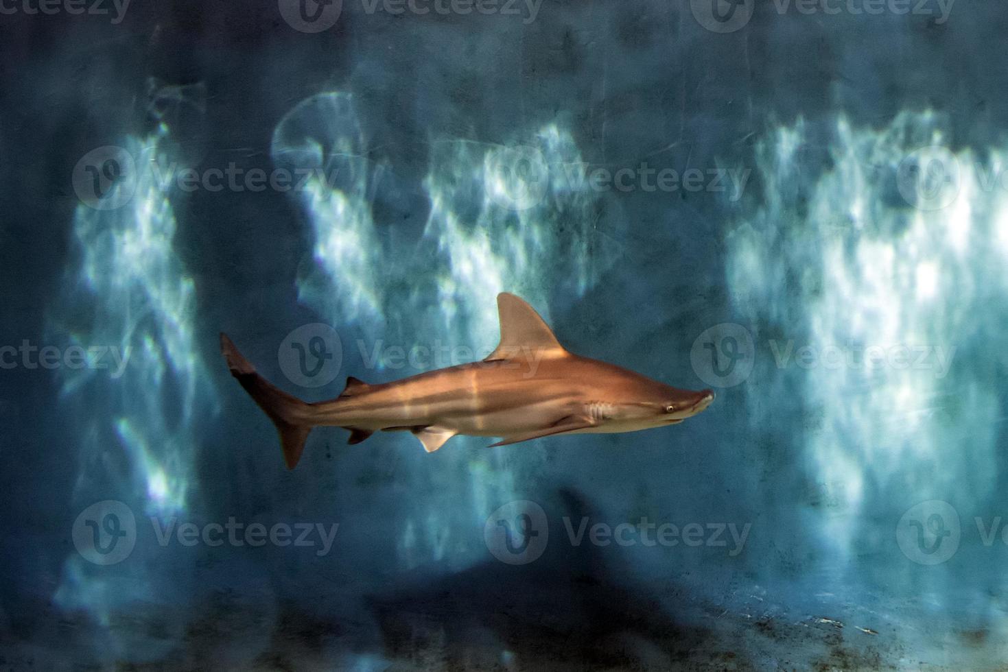 Grey shark jaws ready to attack underwater close up portrait photo