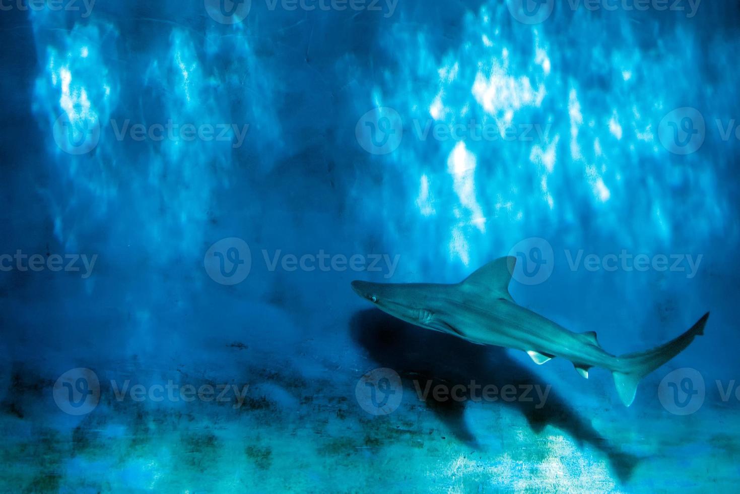 Grey shark jaws ready to attack underwater close up portrait photo