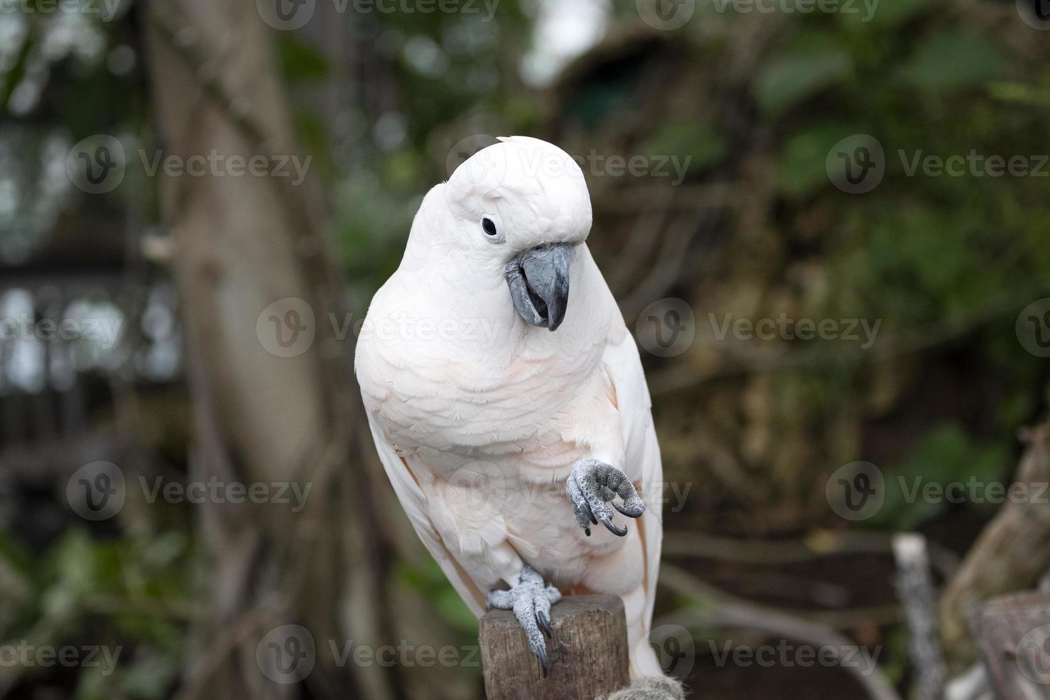 Pink cacatua bird close up photo