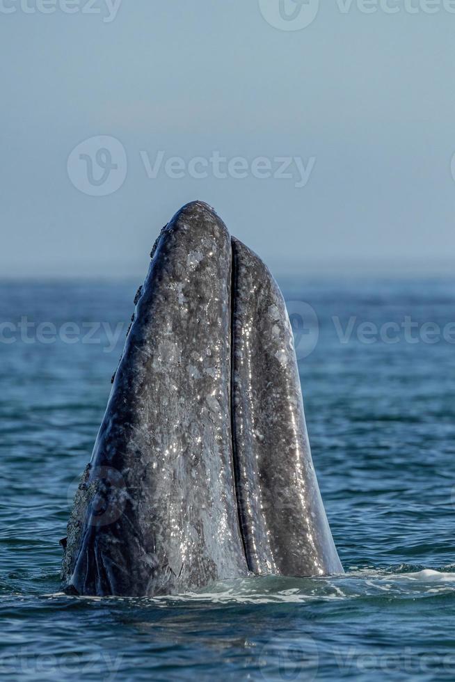 Gray whale at whale watching in Laguna San Ignacio Baja California, Mexico photo