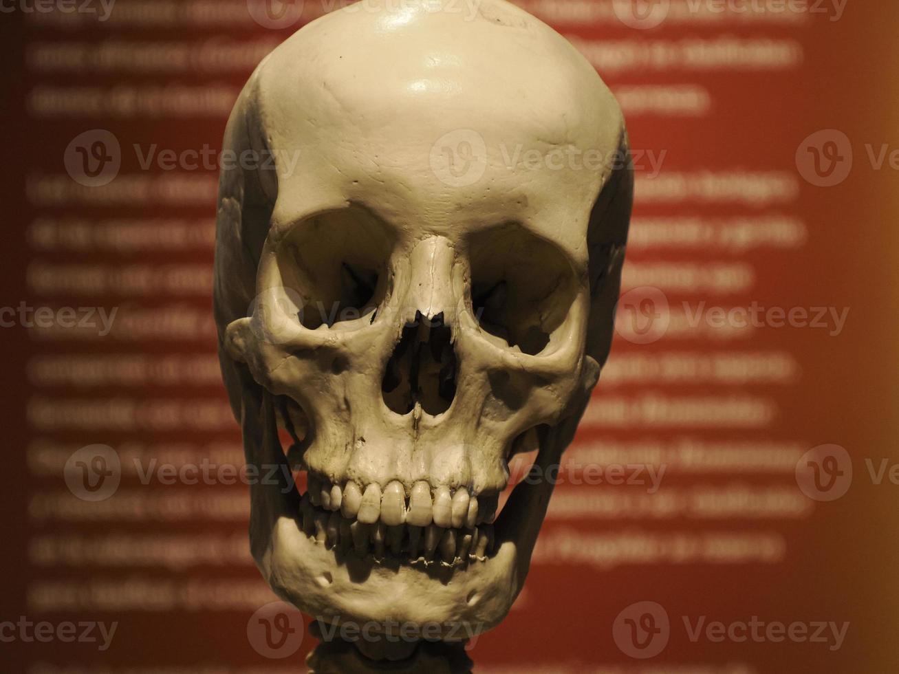 Neanderthal prehistoric human skull style evolution display photo