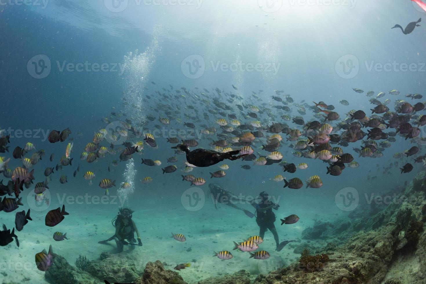 cormorant while fishing underwater in bait ball photo