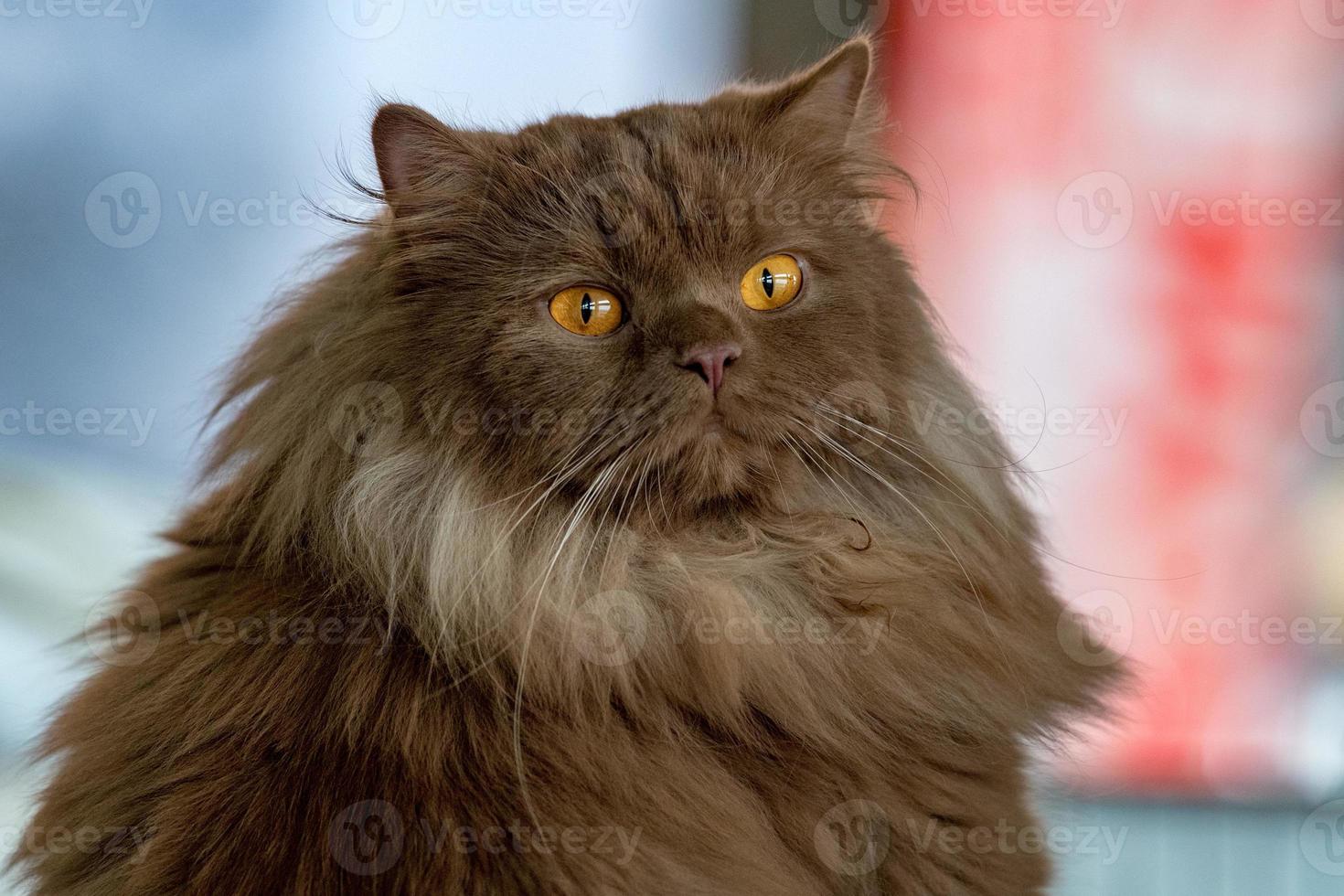 retrato de gato de ojos naranjas de piel marrón foto