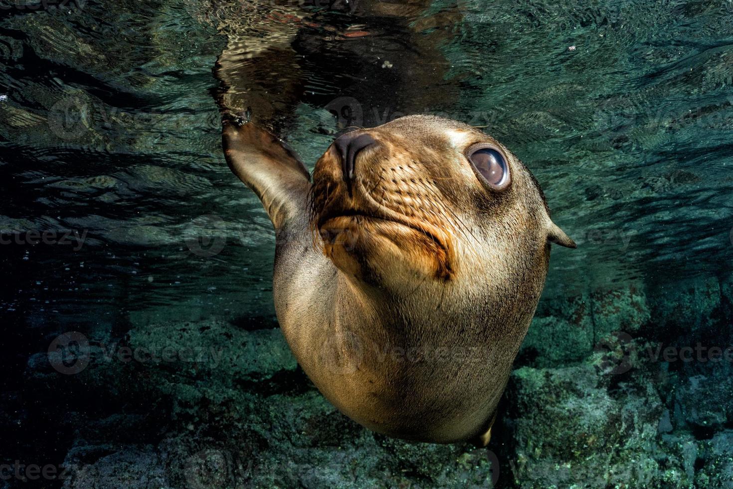 cachorro león marino bajo el agua mirándote foto