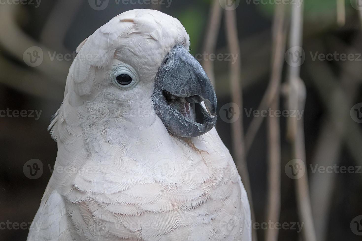 Pink cacatua bird close up photo