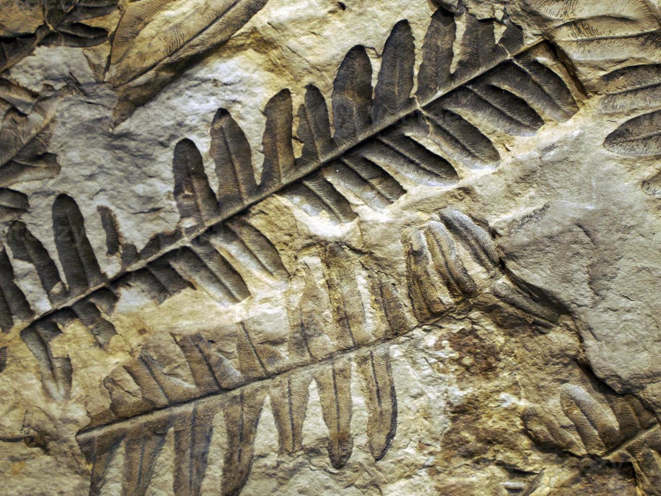 Petrified prehistorical ferns frond imprint on stone with plants branches and leaves photo