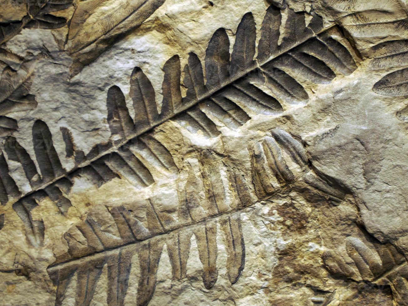 huella de fronda de helechos prehistóricos petrificados en piedra con ramas y hojas de plantas foto