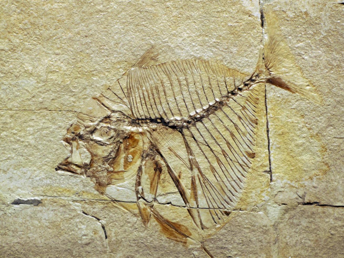 Mene thombeus fossilized fish in stone photo