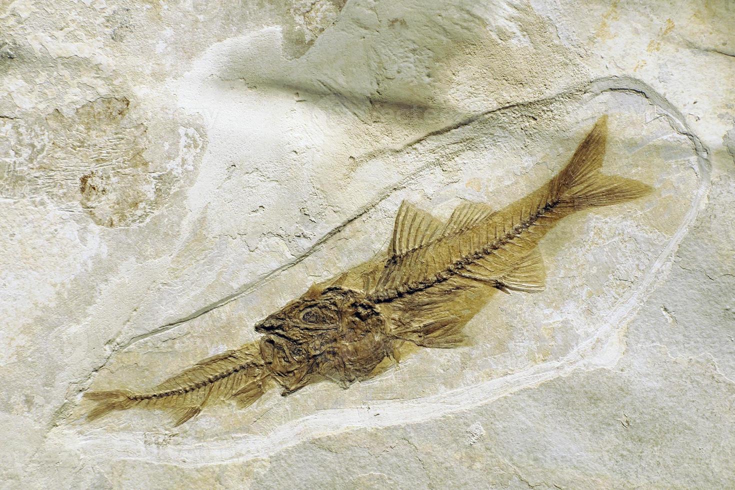 Depalis macrurus prehistoric fossilized fish eating other fish in stone photo