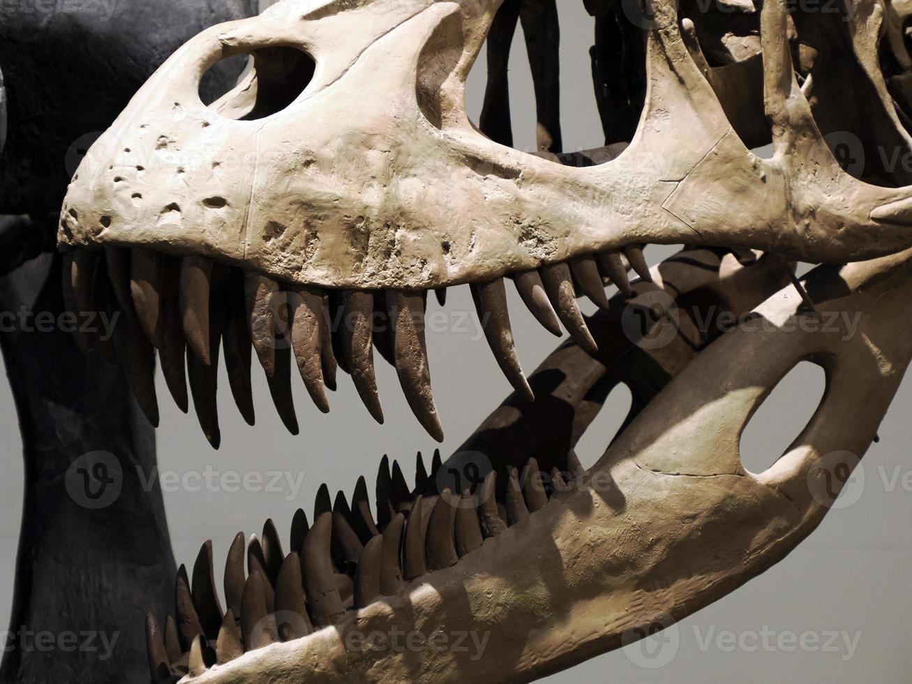 Plesiosaurios dinosaur skeleton skull detail photo