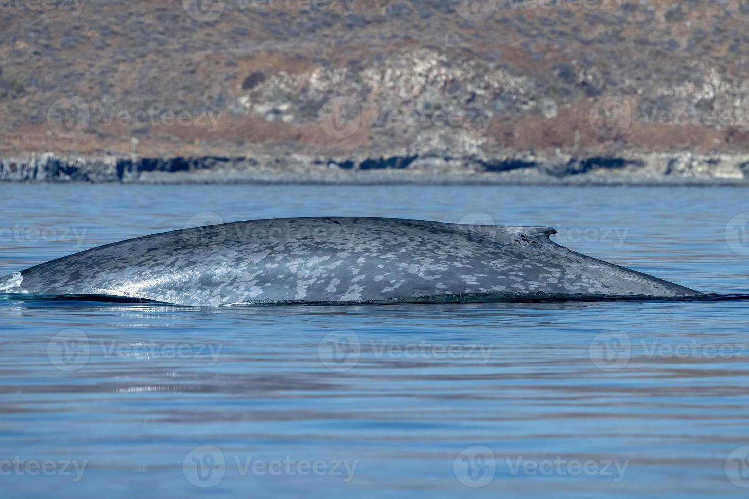 blue whale in loreto baja california mexico endangered biggest animal in the world photo