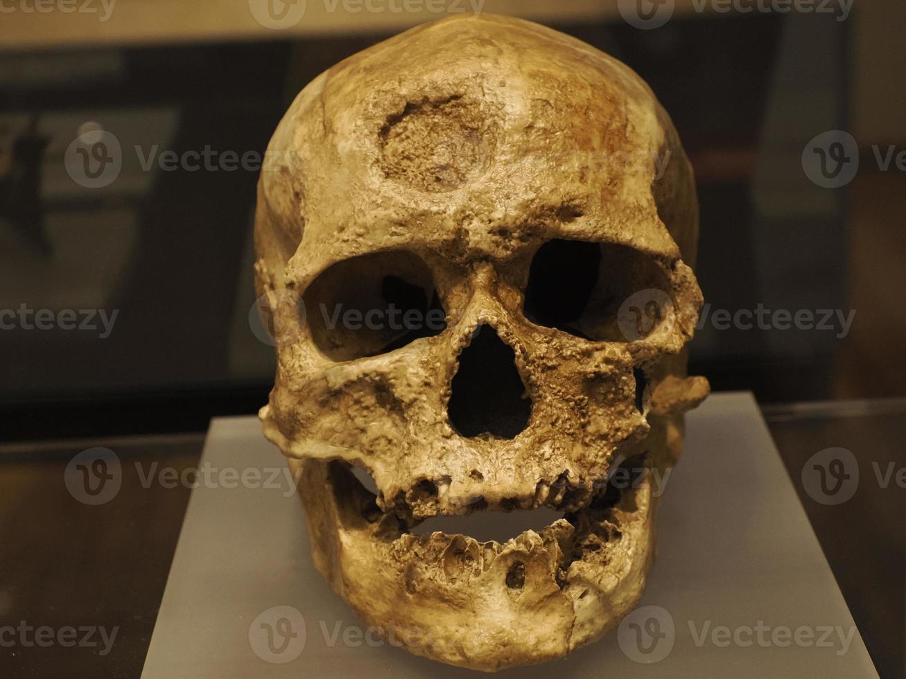 Neanderthal prehistoric skull style evolution display photo