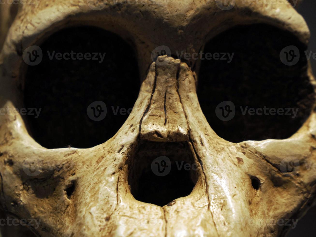 Neanderthal prehistoric skull style evolution display photo