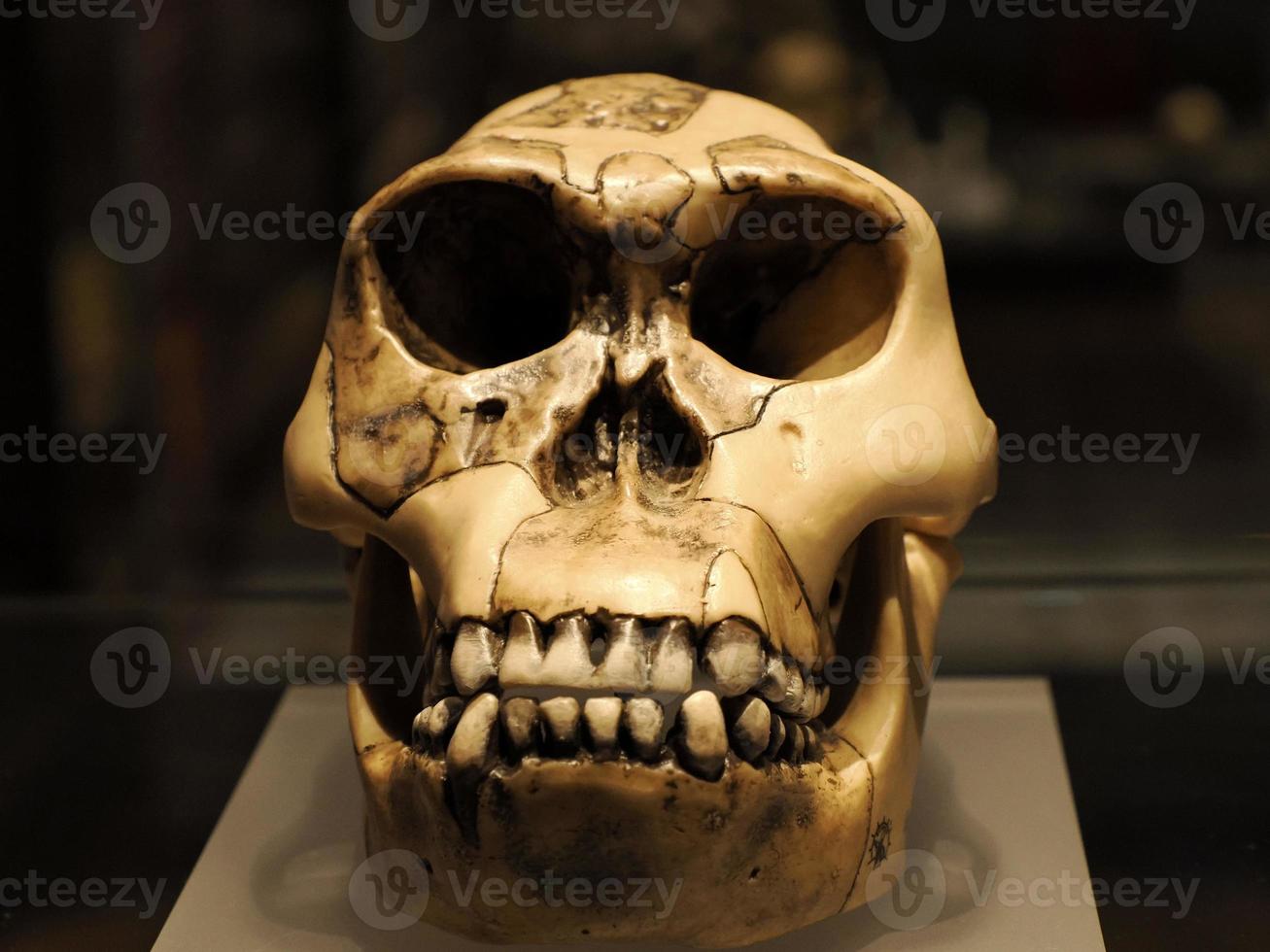 Neanderthal prehistoric skull style evolution display skull photo