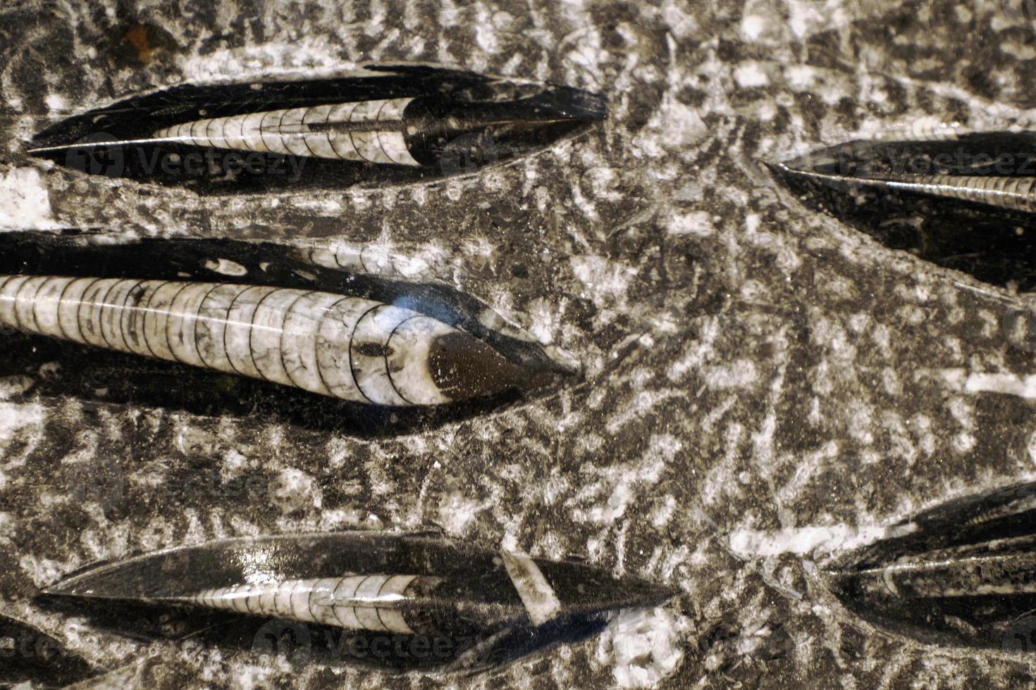 orthoceras orthocera petrificados, cefalópodo nautiloide orthocone