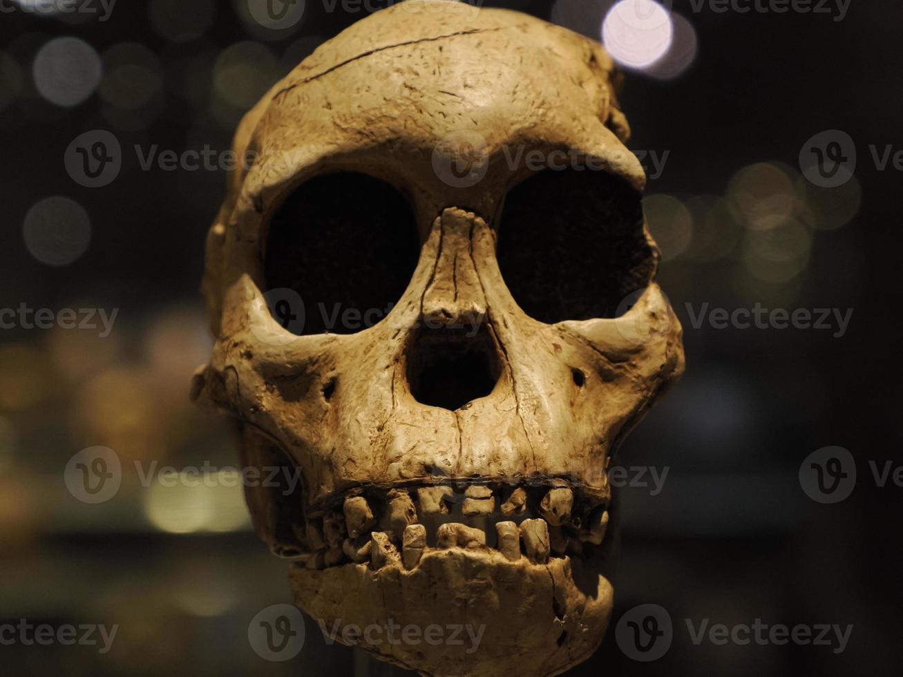 Neanderthal prehistoric skull style evolution display photo