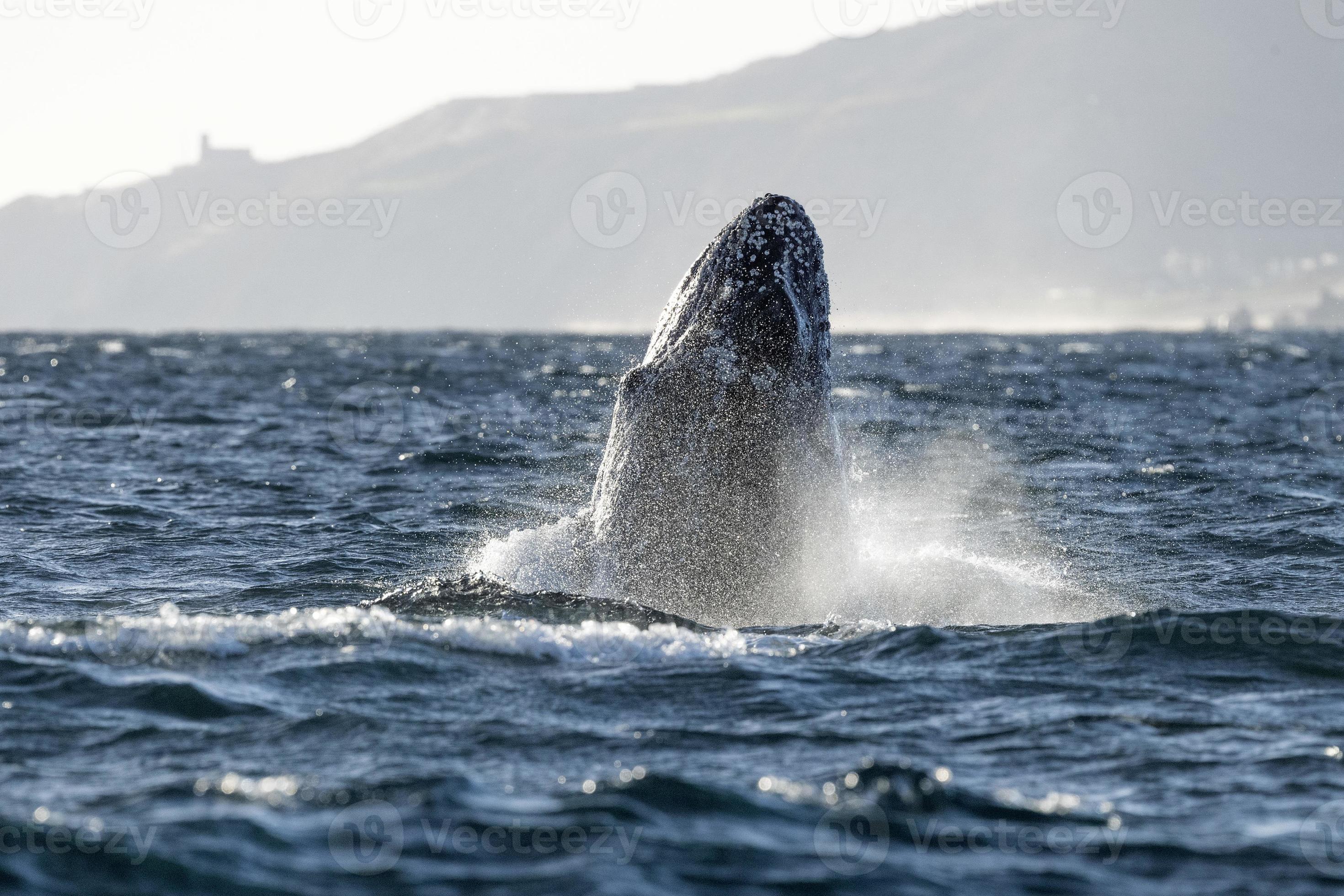 humpback whale breaching on pacific ocean background in cabo san ...