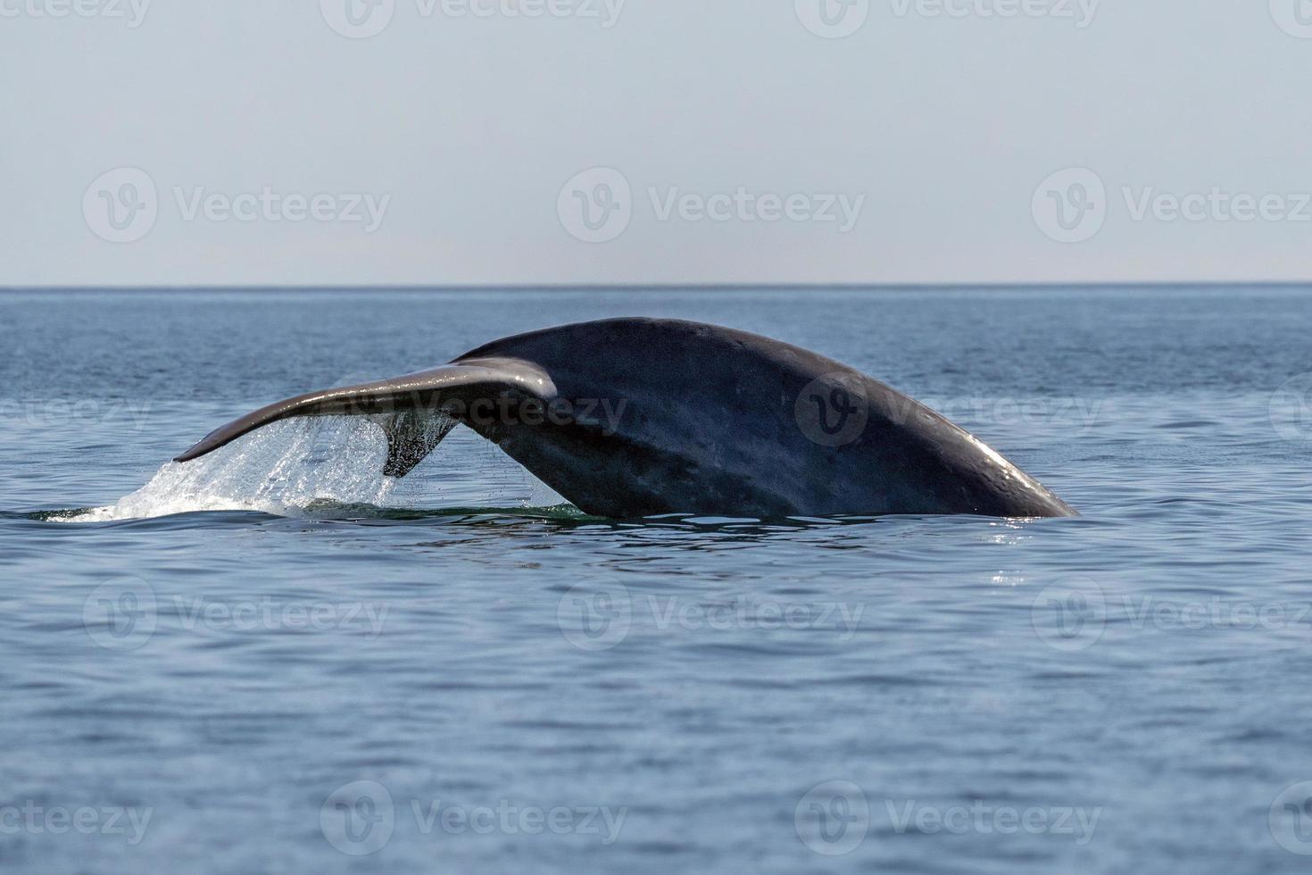 ballena azul en loreto baja california méxico animal más grande en peligro de extinción en el mundo foto