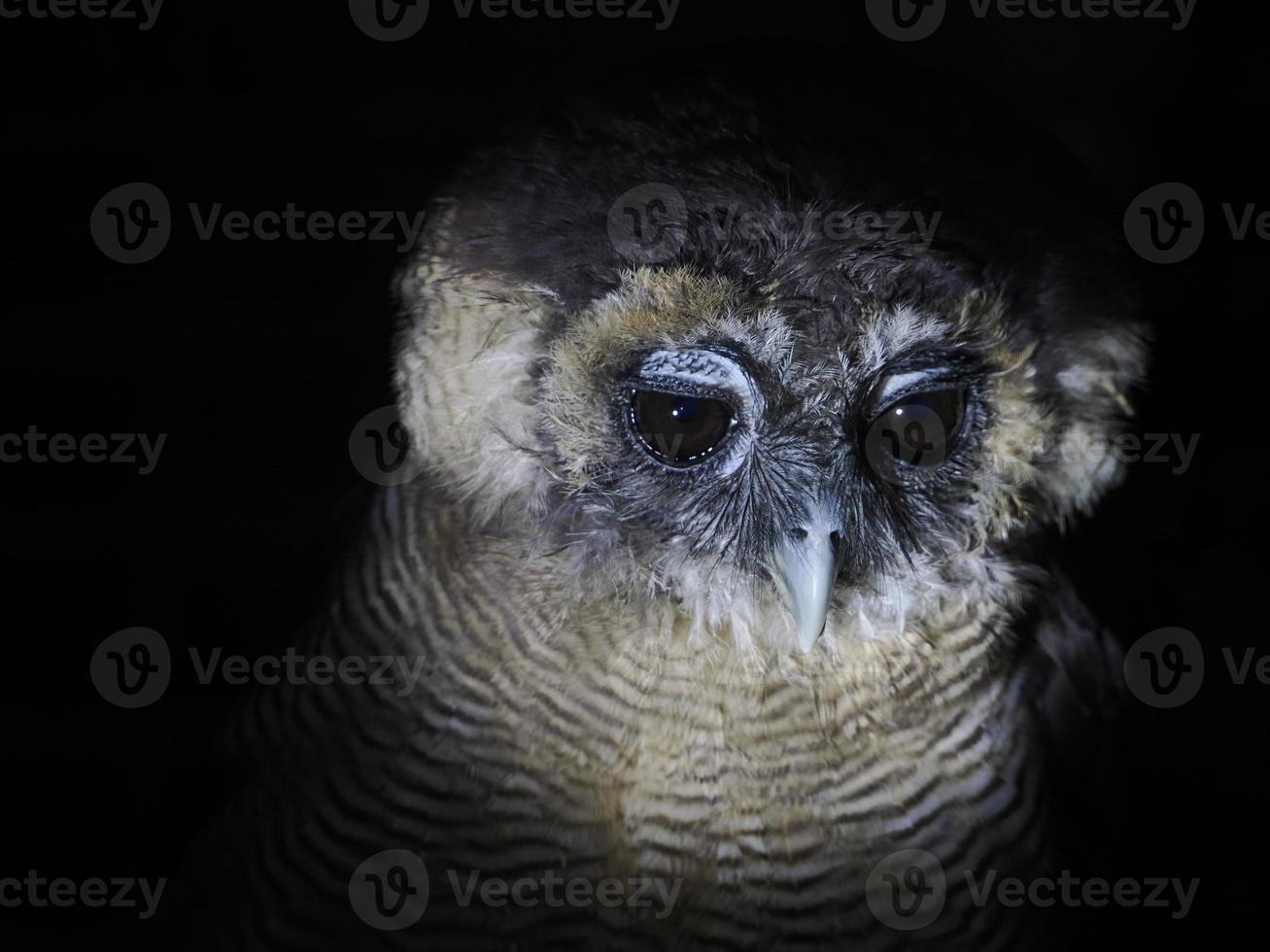 owl portait isolated on black photo