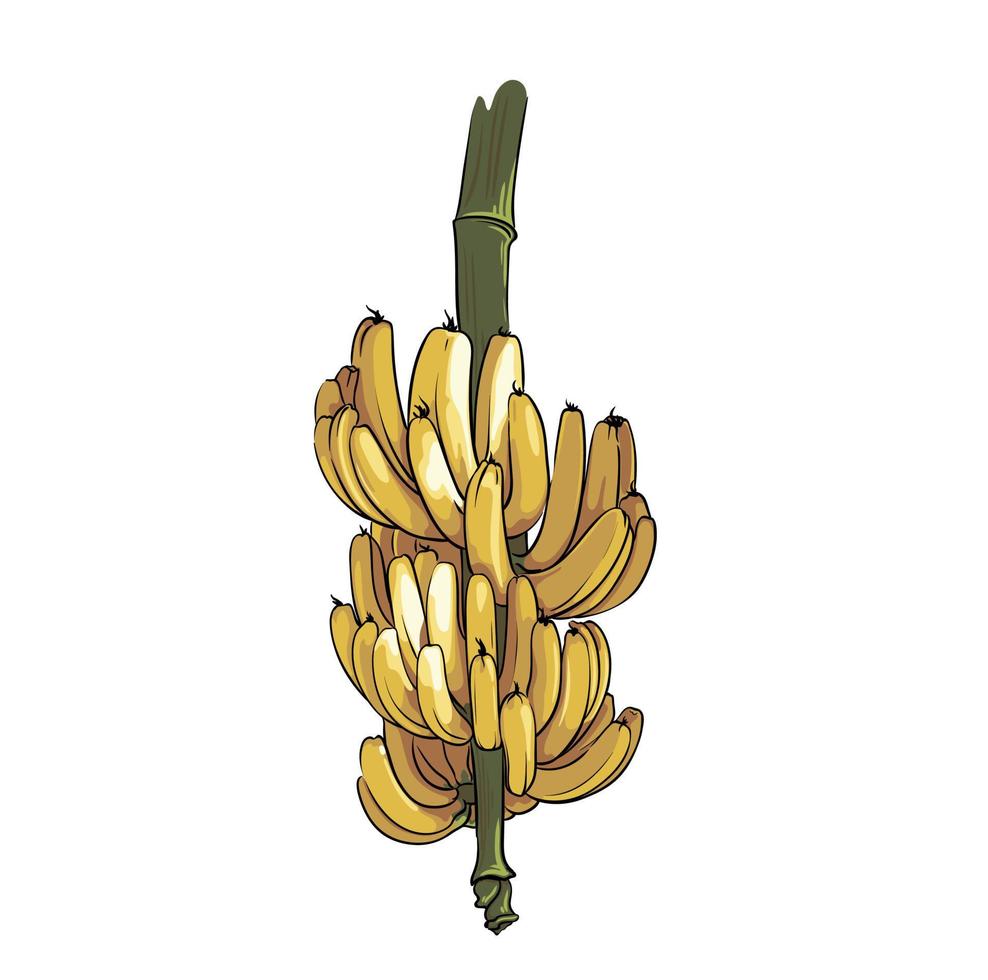 big bunch of bananas isolated on white background, fruit drawing closeup vector