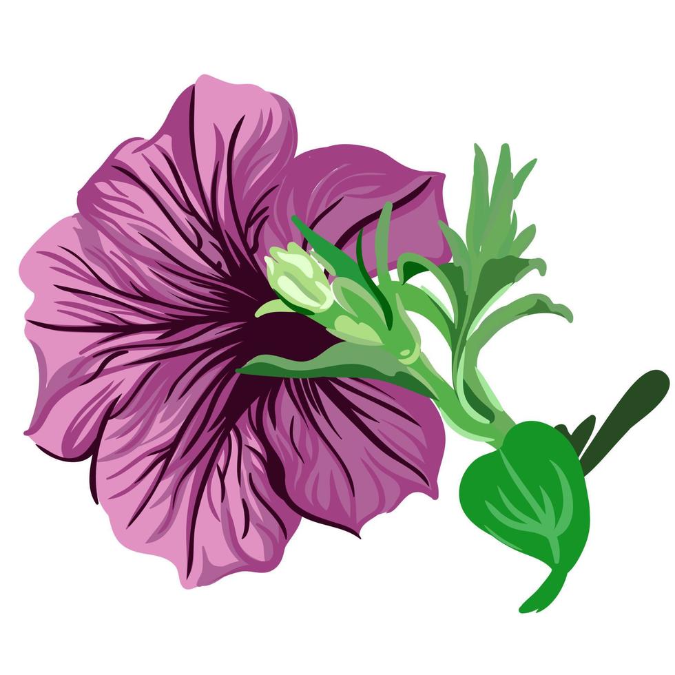 purple petunia flower on a branch on a transparent background. vector botanical illustration