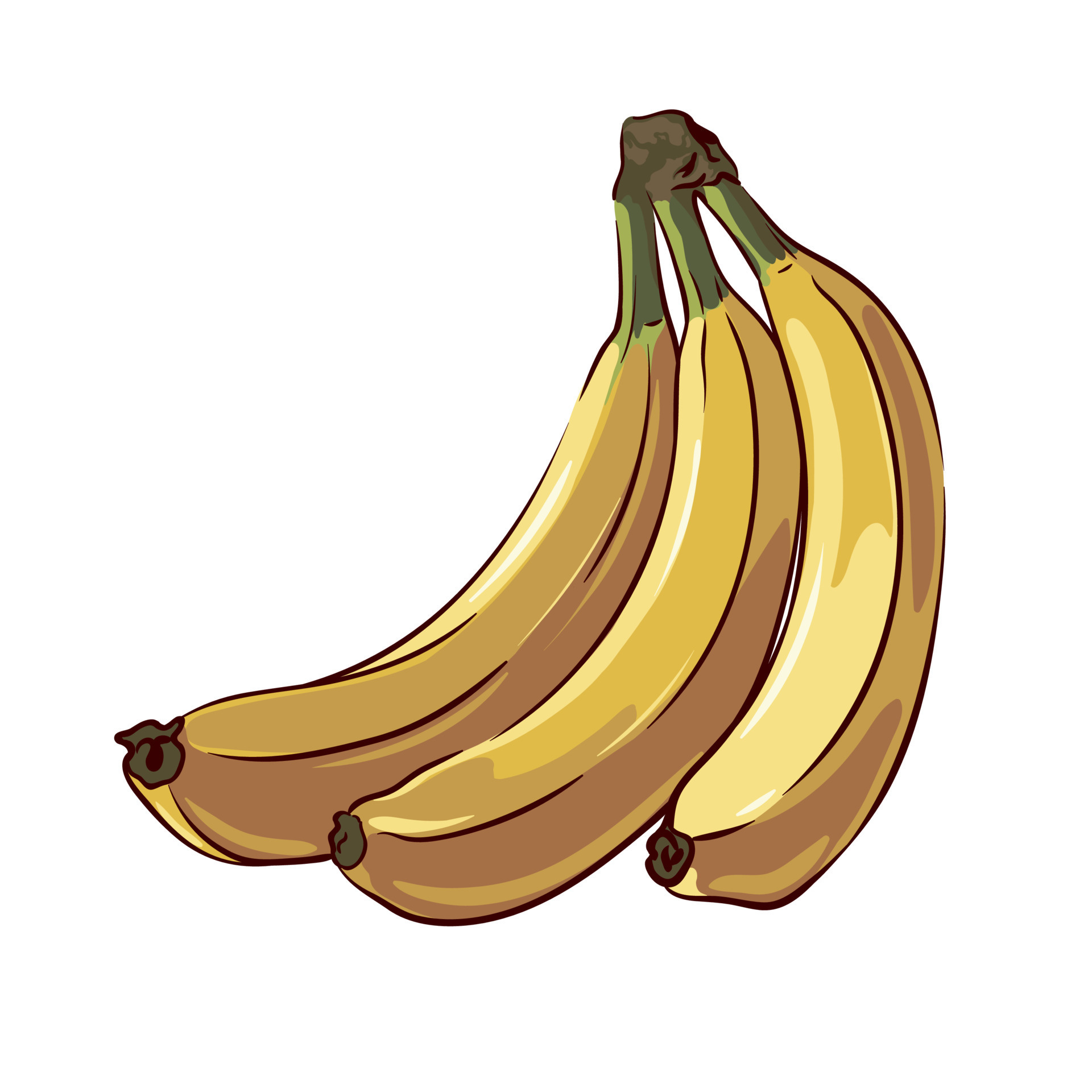 bunch of bananas close up isolated on white background, botanical drawing,  vector illustration 17311961 Vector Art at Vecteezy