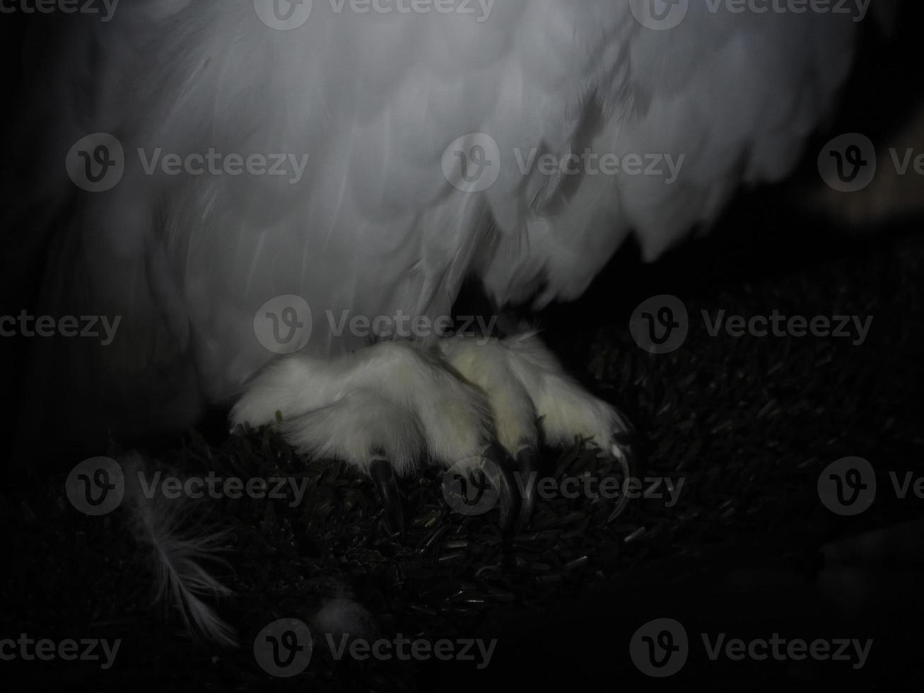 snow owl claw detail isolated on black photo