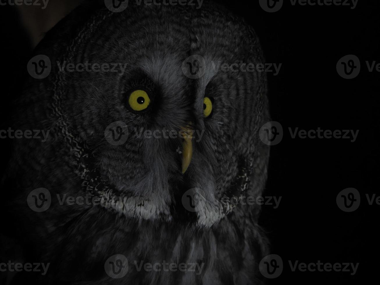 portrait great gey owl looking direct into the camera isolated on black photo